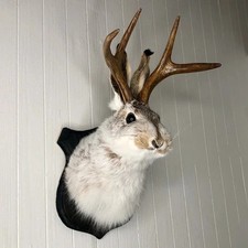 Animal Wall Sculpture – Jackalope Antler Rabbit Head Mounted Decoration