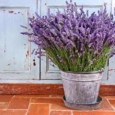 Vera Lavender Seeds, Bulk Lavender, Non-GMO, 50ct, 250ct, 1/4oz, 1/2oz, 1oz  | eBay
