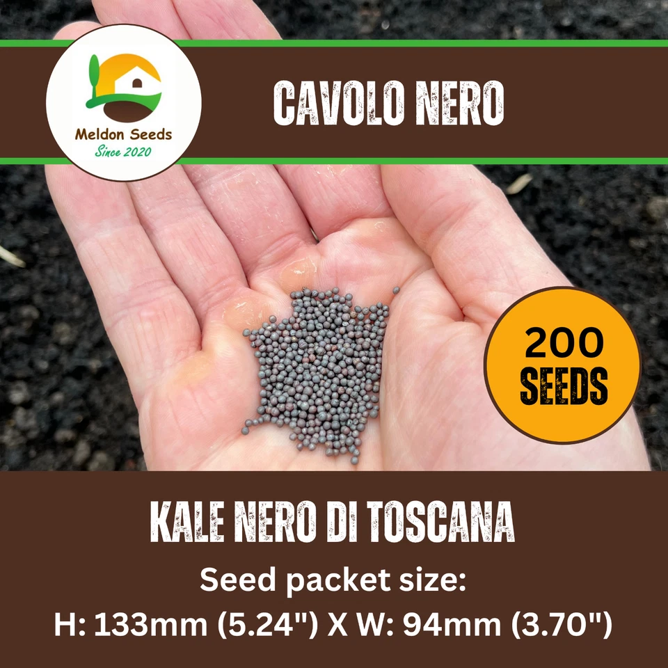 Kale Seeds Nero Di Toscana 200 Fresh Cavolo Nero Seeds Curly Dark Kale Vegetable - Image 2 of 4