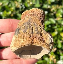 Texas Fossil Mosasaur Vertebrae Ozan Formation Dinosaur Bones Cretaceous Age