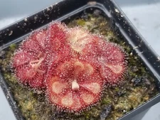 Drosera natalensis Seeds - Carnivorous Sundew Plant - Super easy to grow!