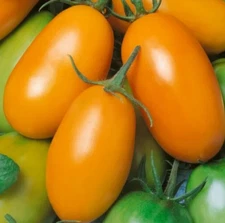 ORANGE ROMA TOMATO SEEDS 50+ PASTE indeterminate GARDEN vegetables FREE SHIP