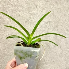 Rhnchorides Chiengmai 'Scented blue' | SapphireChild Orchids