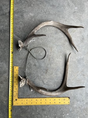 Real Authentic Texas Deer Antler Rattling Set