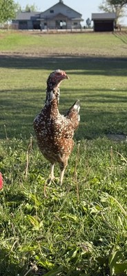 12 super rare pure Indio gigante hatching eggs.The tallest chicken breed 