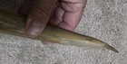 Vintage LOS ANGELES Carved Horn Souvenir From 1924 — photo 7