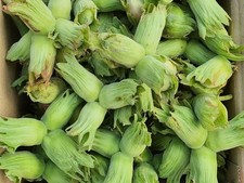 2026 season Organic Green Cobnuts Kentcobs Hazelnuts