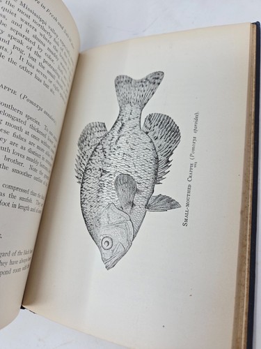 1900 Modern Fishculture Fred Mather Forest & Stream Aquaculture Illustrated - Picture 10 of 10