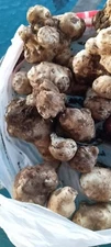 5 White medium & Small organic Jerusalem Artichoke Tubers FOR PLANTING 