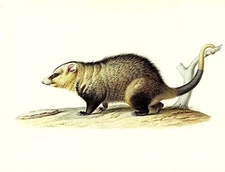 1977 VINTAGE LAROUSSE "COMMON or VIRGINIAN OPOSSUM" COLOR Art Print Lithograph