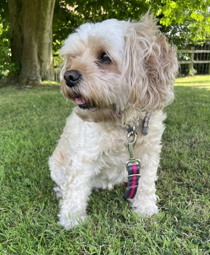 Police Style Dog Training Lead Double Ended Multi Functional 25mm Soft Webbing - Image 4 of 4