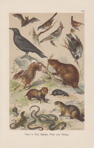Coniglio Castoro Criceto Lucertola Litografica Circa 1900 Crow Talpa Scricciolo - 第 1/1 張圖片