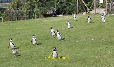 Photo 12x8 March of the Penguins at the Welsh Mountain Zoo Mochdre Feeding c2015