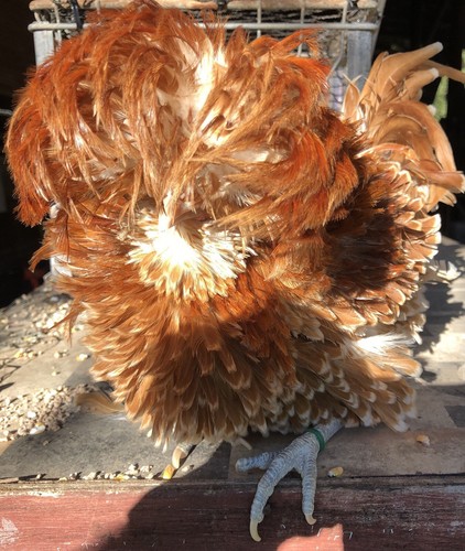 Polish Bantam Frizzle Buff Laced/White Crested Cuckoos Frizzles 15+