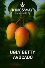 Rare Delicious Zill UGLY BETTY 3 Gallon Grafted  Mango Tree 2 - 4 ft tall !