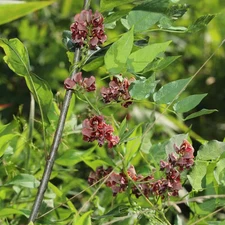 1 Gal. Apios Americana Ground Nut Perennial Plant Ruddy Red Flowers