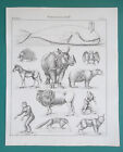 Animals Mammals Chimpanzee Whale Rhino Bat Ant Eater - 1828 Antique Print