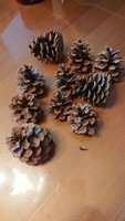 10 Tannen Zapfen Deko Basteln Ca. 8-10 Cm Naturprodukt Kranz Advent Weihnachten