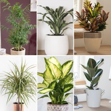 Houseplants Collection, Easy Care Indoor Mix Air Purifying, 6 x 12cm Pots Robust