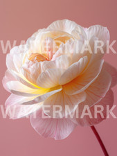 Digital Photo Image Beautiful Macro Flower Picture Art Wallpaper Desktop