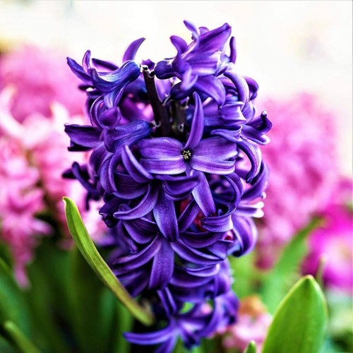 Hyacinth Adrian Spring Bulbs - Deep Purple Highly Fragrant Flowering Perennials - Picture 2 of 7