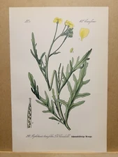 1886 ANTIQUE LITHOGRAPH ILLUSTRATION BOTANY FLOWER FLORA NATURE DECOR PICTURE...