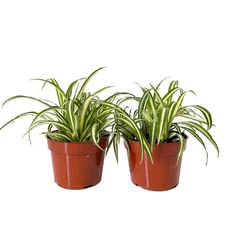 Easy to Grow Spider Plant Houseplant Variegated 2 Pack in Grower's Pots