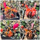 Gymnocalycium ‘Transformer’ hybrid f.variegata   10seeds  harvest 2025