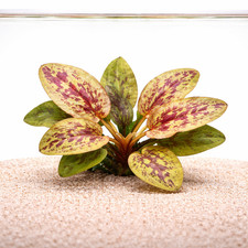 Echinodorus Chocolate Marble | Aquarium Plants Factory®