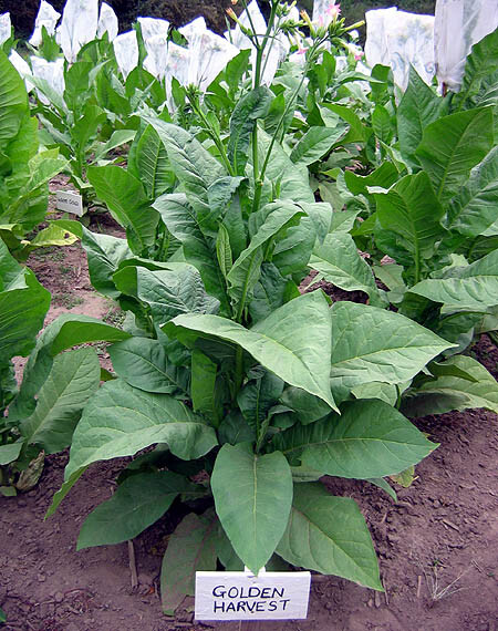 tobacco machine manufacturers Mark 8 Post 64