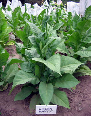 top 10 tobacco producing countries World tobacco production by country 2024| Statista