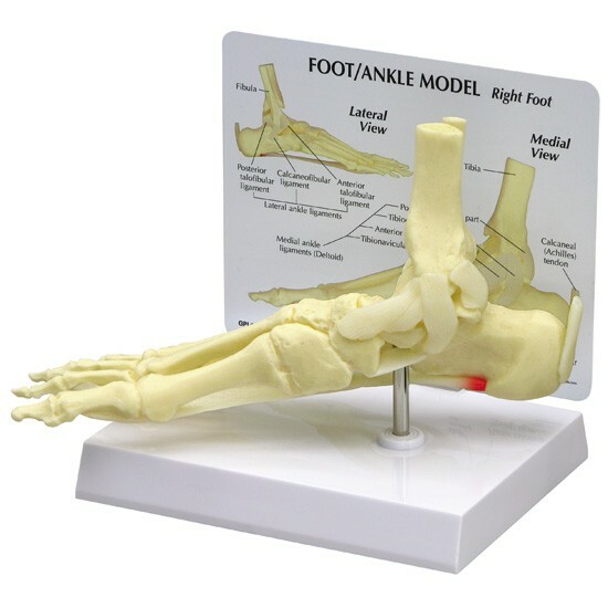 Caviglia piede con fascite plantare modello anatomico GPI LFA#1980 VIDEO fai un'offerta!
