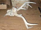 Kansas Whitetail WILD Deer Antlers Skull European Mount Cabin Mancave — photo 9