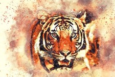 Fabrycznie nowy - Macan Sewu - Tysiąc Tygrysów - Zdalna inicjacja - Silna ochrona