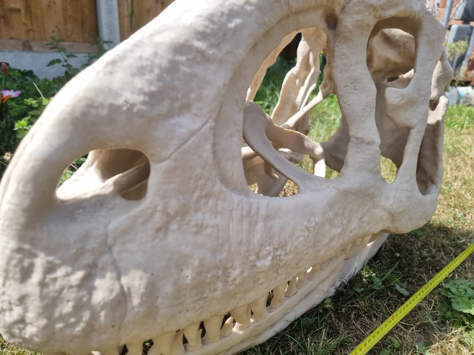Majungasaurus skull Full Size!! Replica Dinosaur Skull - Image 3 of 4