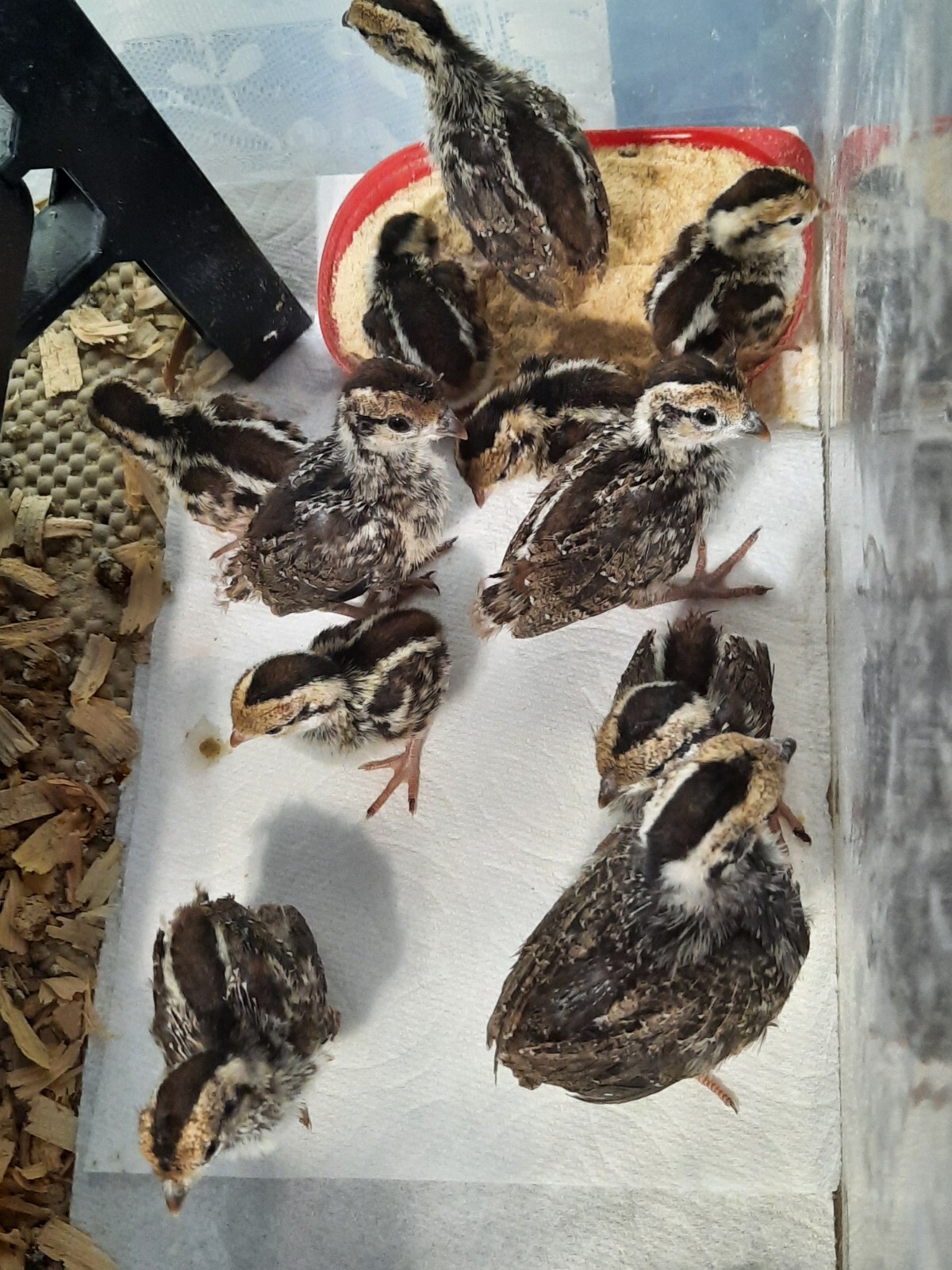 10+ Mountain Quail Hatching Eggs (PreSale) eBay