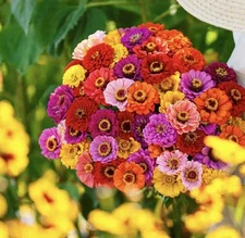 150+ CALIFORNIA GIANTS ZINNIA SEED MIX (Zinnia elegans) | 150 Seeds - USA SELLER