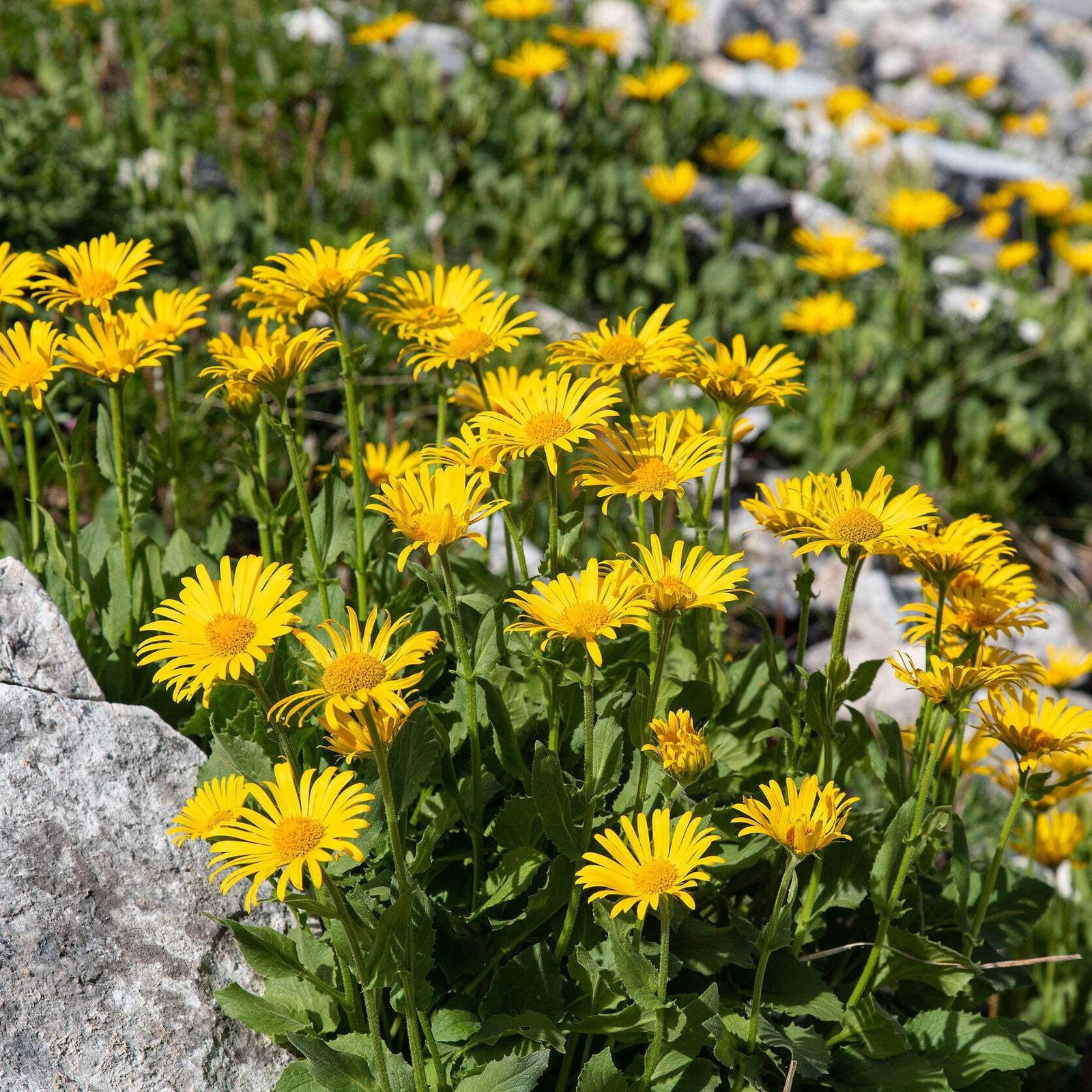 Arnica Botanical Extract Powder 4:1-Traditional Botanical for Muscle and Skin Su