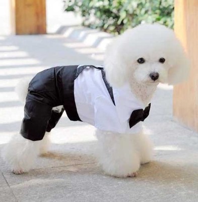 puppy tuxedo outfit