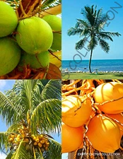 YELLOW & GREEN COCONUT PACK @ cocos nucifera exotic palm tree seed 2 live seeds