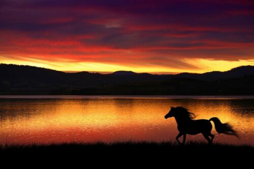 Photo Wall Mural-RUNNING HORSE BY LAKE-(4133)-NON WOVEN-Wallpaper-Animal Nature - Afbeelding 1 van 1