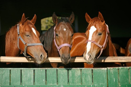 Axon Razor Equine Stud Bucket Horse Worming Paste Roundworms Tapeworms Bots Farm - Picture 8 of 13