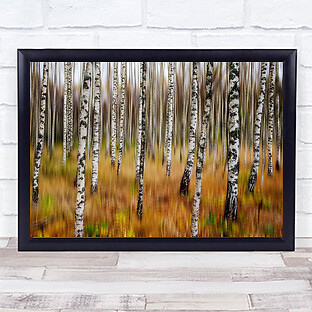 3D Birches Birch Tree Trees Forest Wall Art Print