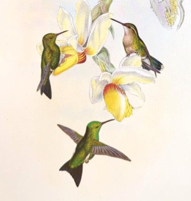 John Gould Atala's Emerald Hummingbirds Vintage Art Print Book Plate 356