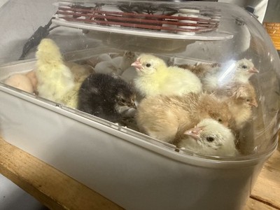 (12) hatching eggs.White leghorn ,buff Orpington, Australorp. random mix of eggs