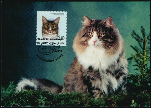 Finland Maxi 1995, Cats, Norwegian forest cat Mint