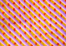 KAFFE FASSETT DIAGONAL POPPY LAVENDER GP24 fat quarter 2 available original