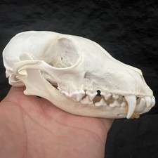 1 PC Taxidermy Real Fox Skulls, Real Animals Skulls, Real Bones Specimen 