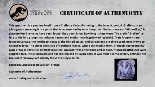 4.6" Grallator Variabilis Dinosaurs Tracks Foot Prints Jurassic Age France COA - Picture 8 of 8