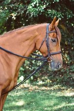 Mackey Equisential gepolsterte Zugzügel